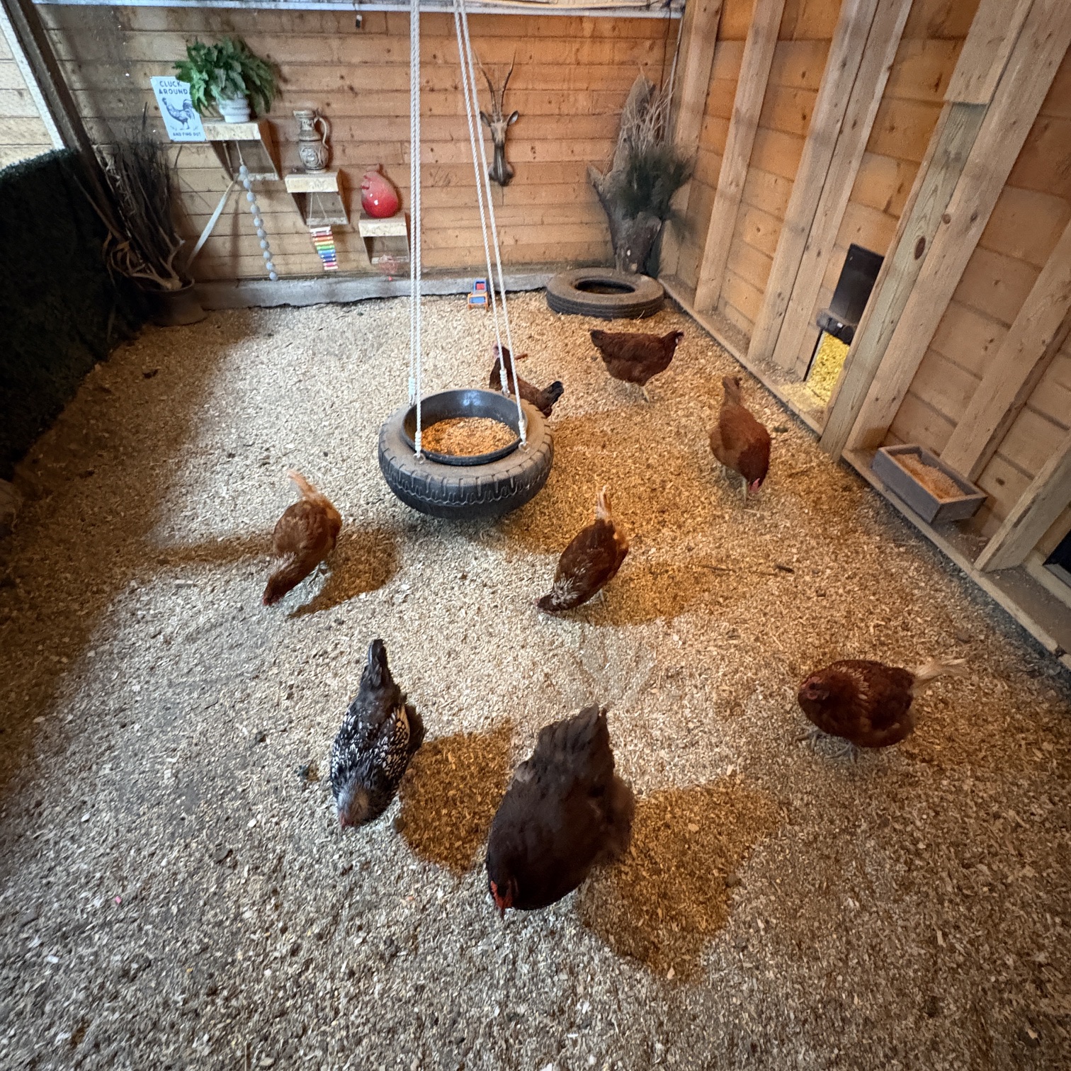 The chicken coop at HiRoad Ranch