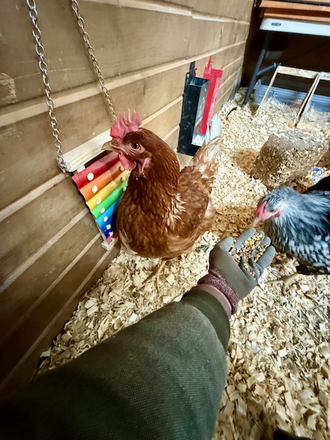 Chicken in the coop