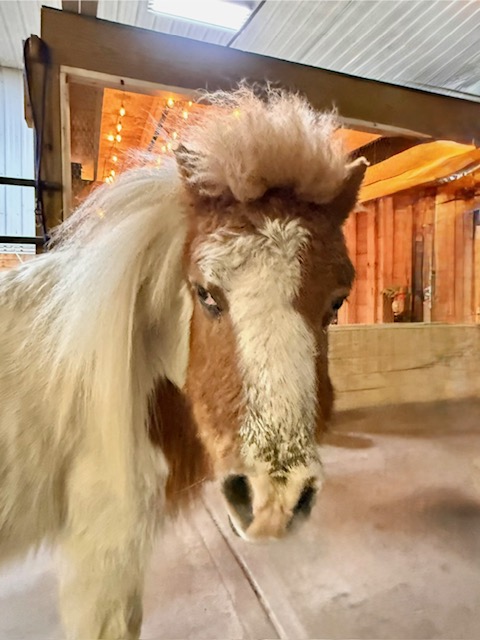Daisy the mini pony