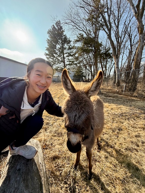 Delilah the donkey
