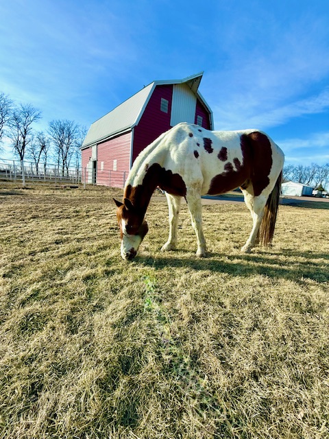 Horse in the pasture