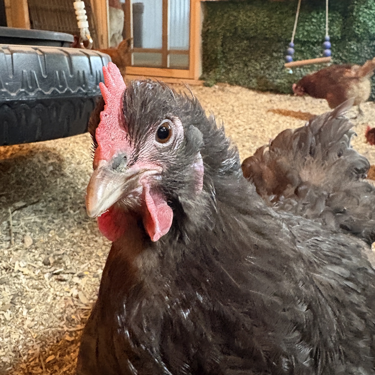 Penelope the chicken looking at the camera