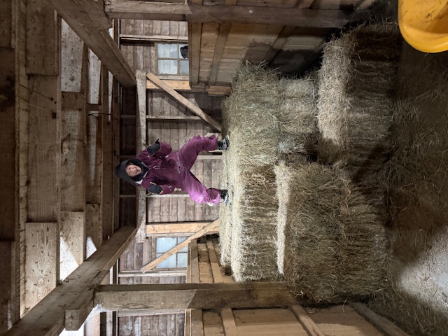 Stella jumping on hay bales in the barn